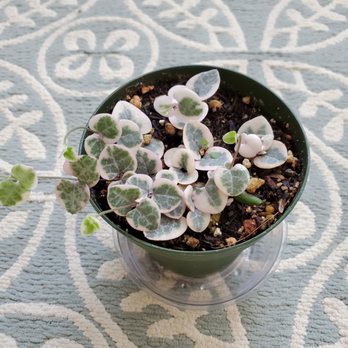 Succulents & More - Home Decor Near Me - Benicia, California Succulents & More - Home Decor Near Me - Benicia, California