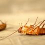 Photo of G & G Exterminating Service
