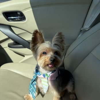 Lush Spaw - My baby - Pet Groomers Near Me - Santa Clara, California Lush Spaw - My baby - Pet Groomers Near Me - Santa Clara, California
