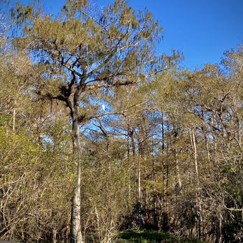 Kirby Storter Roadside Park - Parks Near Me - Ochopee, Florida