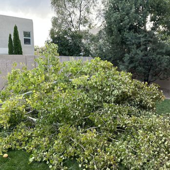 Blossom Trees - Wind Blown damage sadly - Tree Services Near Me