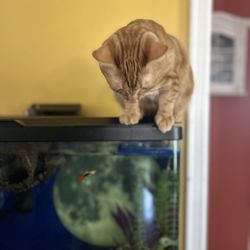 4 The Love Pet Sitting and Care - Excuse me ma'am. Could you perhaps help my obtain this moving toy inside this tank that you people call a