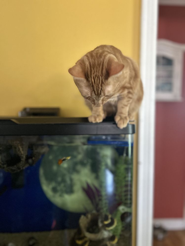 4 The Love Pet Sitting and Care - pet boarding facility in Columbus, OH