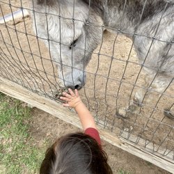 Amarillo Zoo - Donkey