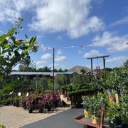 FLAMINGO ROAD NURSERY - 1496 Photos & 312 Reviews - 1655 S Flamingo Rd