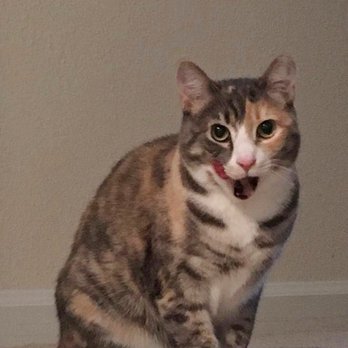 Lovable Pet Sitter - Dog Walkers Near Me - Santa Clara, California