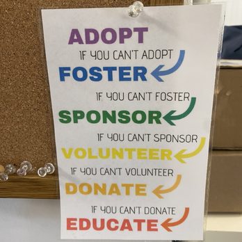The Dancing Cat - Pet Adoption Near Me - San Jose, California