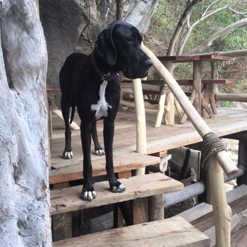 Ocean Grill - Cute dog, Wilson - Steakhouses Near Me - Puerto Vallarta, JAL Ocean Grill - Cute dog, Wilson - Steakhouses Near Me - Puerto Vallarta, JAL