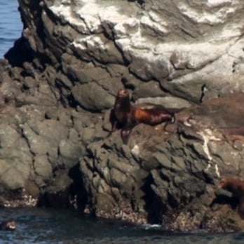 Lost Whale Bed & Breakfast Inn - One of the barking sea lions.... - Hotels Near Me - Trinidad, California Lost Whale Bed & Breakfast Inn - One of the barking sea lions.... - Hotels Near Me - Trinidad, California