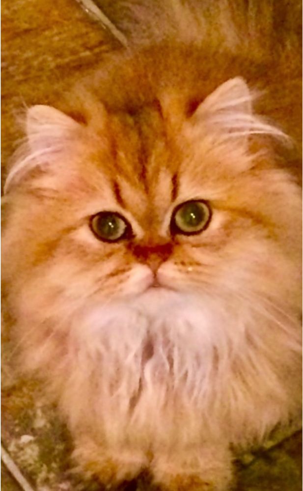 THE PERSIAN CATTERY Boston, Massachusetts Pet Breeders Phone