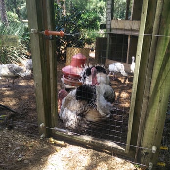 Lake Meadow Naturals - Large turkeys! Great meat selection, but I was really looking for produce, which their selection is rather small at the moment. - Farmers Market Near Me - Ocoee, Florida