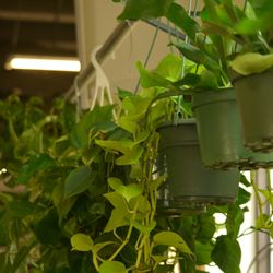 Shonnard’s - Hanging houseplants