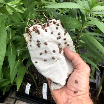 Good Host Plants - Instead of pesticides, we use biological controls, such as these ladybeetles, to deal with pests such as aphids on milkweed - Nurseries & Gardening Near Me - Philadelphia, Pennsylvania