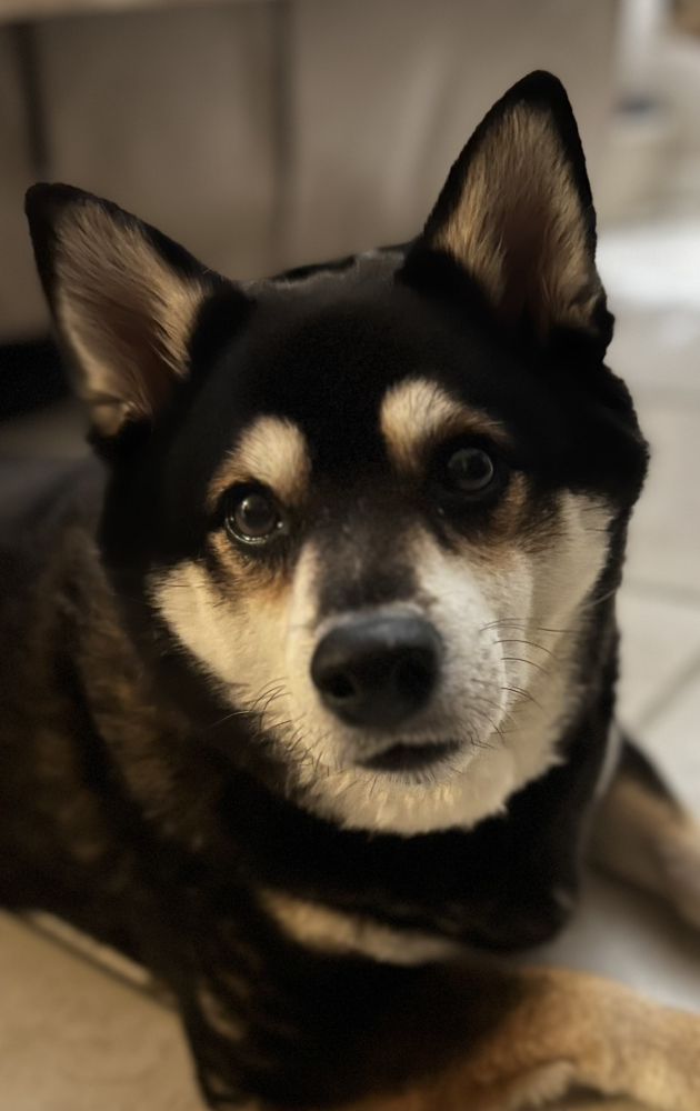 Peace of Mind Pet Sitting Image