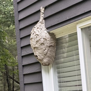 Flow Pest Solutions - Bald faced Hornets nest - Pest Control Near Me - Norwalk, Connecticut Flow Pest Solutions - Bald faced Hornets nest - Pest Control Near Me - Norwalk, Connecticut