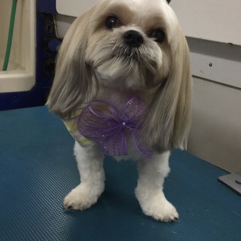 Elenas Canine Designs - Pet Groomers Near Me