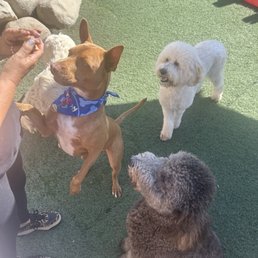 Birthday party for my Pup! Birthday party for my Pup!