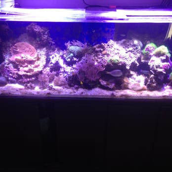 Deep Sea Creations - My 180 gallon reef. - Aquarium Services Near Me - Temecula, California Deep Sea Creations - My 180 gallon reef. - Aquarium Services Near Me - Temecula, California