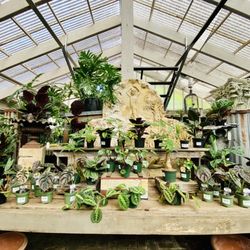 Southlands Nursery - Tropical plants