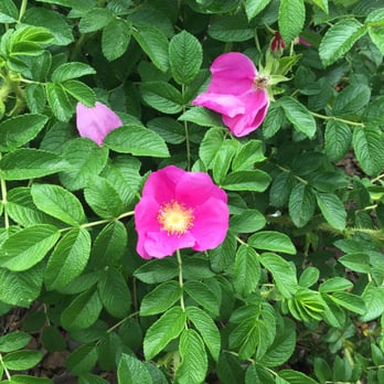 Queens Zoo - These gorgeous, pink plants along the walking path. - Zoos Near Me - Corona, New York
