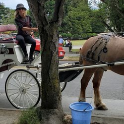 Tally-Ho Carriage Tours - We felt like royalty:)