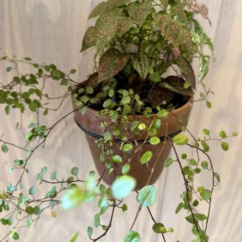 Pick Me - Florists Near Me - San Juan Capistrano, California Pick Me - Florists Near Me - San Juan Capistrano, California