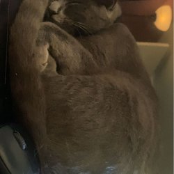 West Side Cats - I miss her everyday
