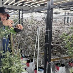 Planet Buds - Meet Miguel, our cultivation expert, making sure every plant gets the love and care it deserves. Quality starts at the source!