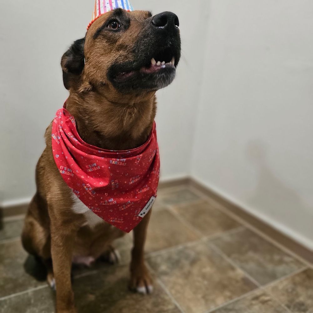 AK Bark - Pet Stores Near Me - Anchorage, Alaska AK Bark - Pet Stores Near Me - Anchorage, Alaska