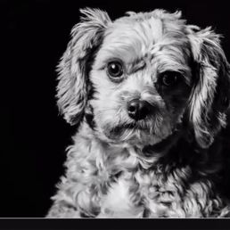 Groomed Cavapoo Groomed Cavapoo