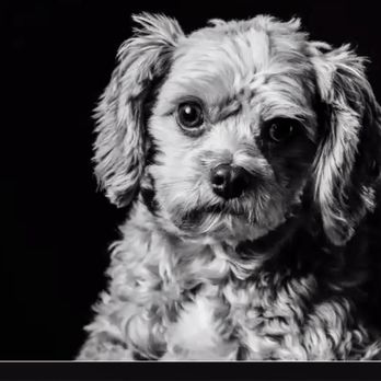 Bark 'N' Bean - Groomed Cavapoo - Pet Groomers Near Me - Annapolis, Maryland