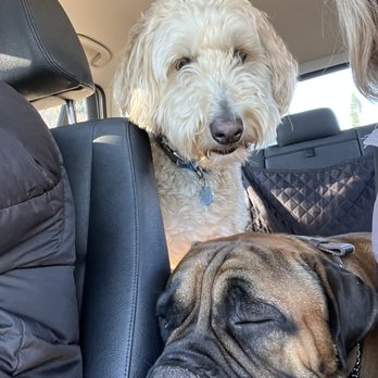 The Skilled K9 - Car rides? No problem - Pet Training Near Me - Folsom, California The Skilled K9 - Car rides? No problem - Pet Training Near Me - Folsom, California