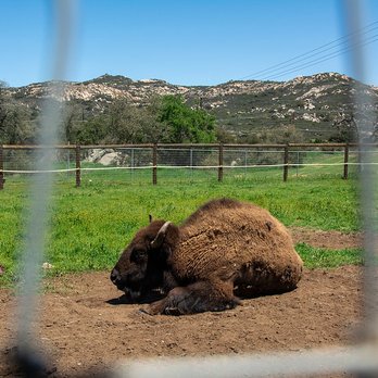 Alpine Acres Sanctuary Farm - Lonely buffalo (or is it bison?) - Ranches Near Me - Alpine, California Alpine Acres Sanctuary Farm - Lonely buffalo (or is it bison?) - Ranches Near Me - Alpine, California