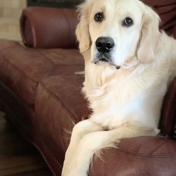 East Valley Urgent Pet Care - European golden retriever dog. - Veterinarians Near Me - Mesa, Arizona East Valley Urgent Pet Care - European golden retriever dog. - Veterinarians Near Me - Mesa, Arizona