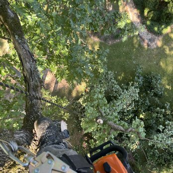 Lopez Perez Tree Service - Going down branches with a bow - Tree Services Near Me Lopez Perez Tree Service - Going down branches with a bow - Tree Services Near Me