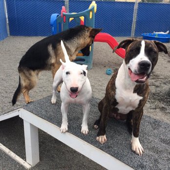 Tail Waggin' Adventures - Pet Training Near Me - Pullman, Washington