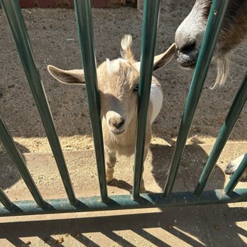 Bishop's Pumpkin Farm - Farm animals - Christmas Trees Near Me - Wheatland, California