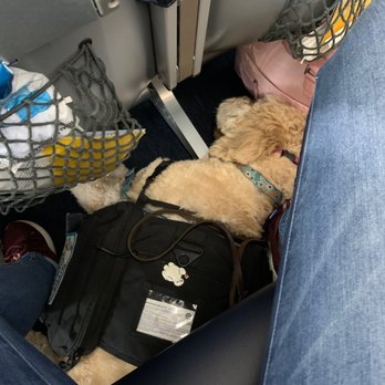 Allegiant Air - Service Dog on Plane - Airlines Near Me - Clearwater, Florida
