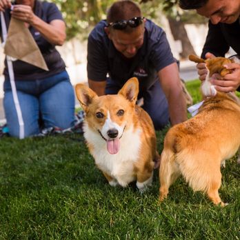 Henderson Pet Resort - Pet Training Near Me - Henderson, Nevada Henderson Pet Resort - Pet Training Near Me - Henderson, Nevada