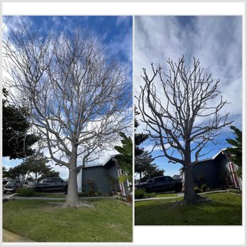 JYL Affordable Tree Care Services - Before/After - Tree Services Near Me - Lynwood , California JYL Affordable Tree Care Services - Before/After - Tree Services Near Me - Lynwood , California