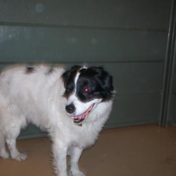 Camp Bow Wow - Pet Training Near Me - Boise, Idaho