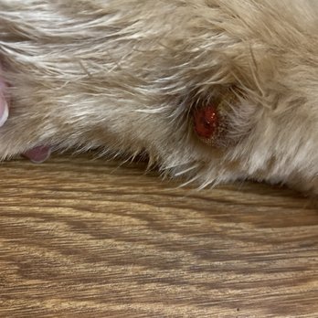 Pampered Paws - Bloody paw - Pet Groomers Near Me - Carmichael, California Pampered Paws - Bloody paw - Pet Groomers Near Me - Carmichael, California