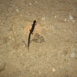 spotted salamander spotted salamander