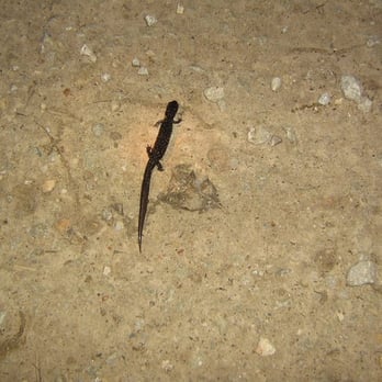Lost Valley Recreation Area - spotted salamander - Parks Near Me - Ponca, Arkansas Lost Valley Recreation Area - spotted salamander - Parks Near Me - Ponca, Arkansas