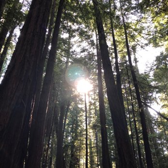 Butano State Park - Parks Near Me - Pescadero, California