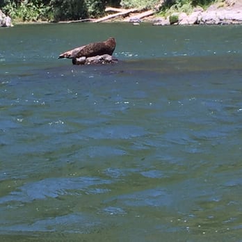 Jerry's Rogue Jets - Seal almost 1/2 up river. - Boating Near Me - Gold Beach, Oregon