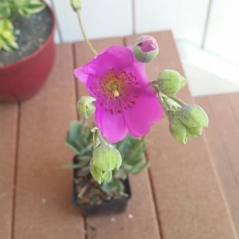 Simply Succulent - Just bought this and a few other succulents. - Nurseries & Gardening Near Me - Fort Bragg, California
