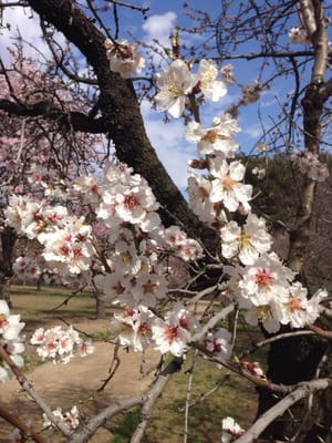 Parque de la Quinta de los Molinos by null