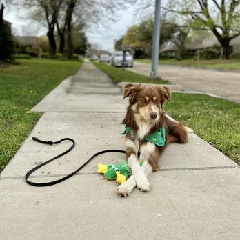 The Confident Pooch - D'Jango working on his Down Stays - Pet Training Near Me - Plano, Texas The Confident Pooch - D'Jango working on his Down Stays - Pet Training Near Me - Plano, Texas