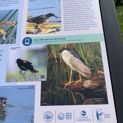 Ellis Creek Water Recycling Facility - Types of water birds